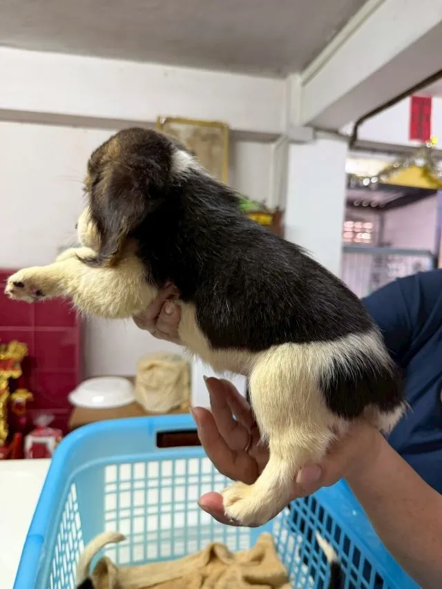 ลูกสุนัข บีเกิ้ล เพศเมีย 3