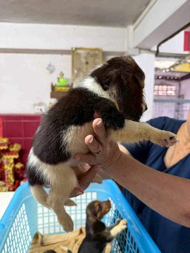 ลูกสุนัข บีเกิ้ล เพศเมีย 3