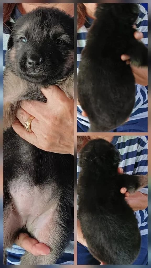 หาบ้านให้น้องหมา