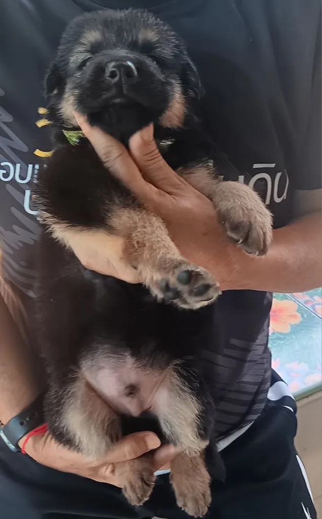 หาบ้านให้น้องหมา