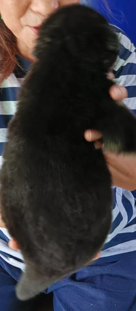 หาบ้านให้น้องหมา