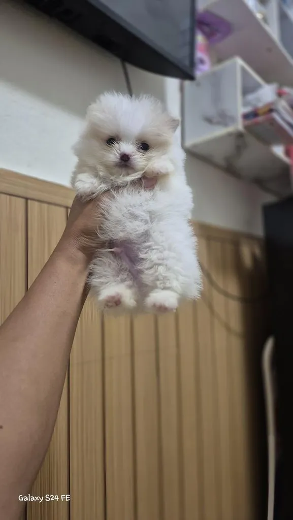ด่วนๆๆน้องหมาปอมจิ๋วผช.