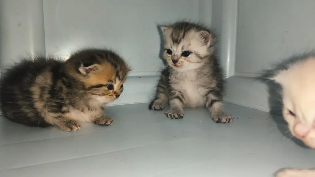 ลูกแมวสกอตติสผสมเปอเซีย
