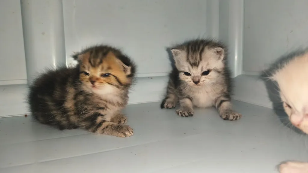 ลูกแมวสกอตติสผสมเปอเซีย