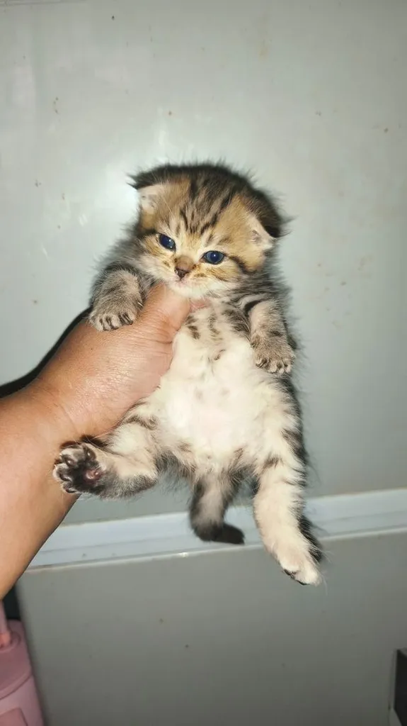 ลูกแมวสกอตติสผสมเปอเซีย