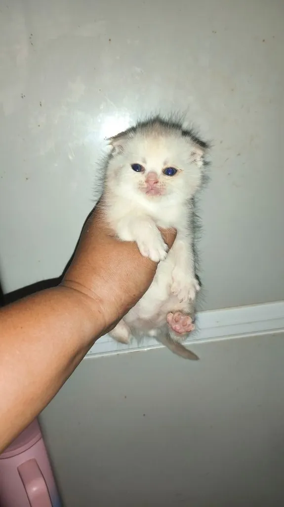 ลูกแมวสกอตติสผสมเปอเซีย