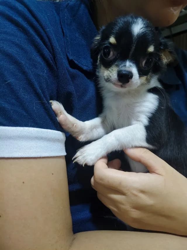 ชิวาวาราคาถูก