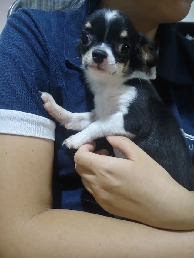 ชิวาวาราคาถูก
