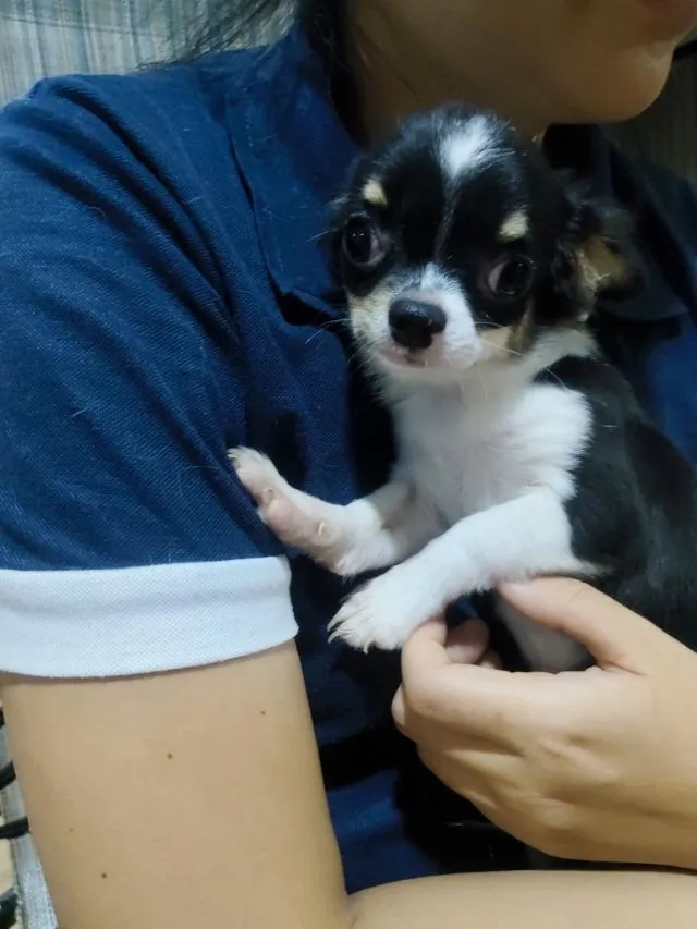 ชิวาวาราคาถูก