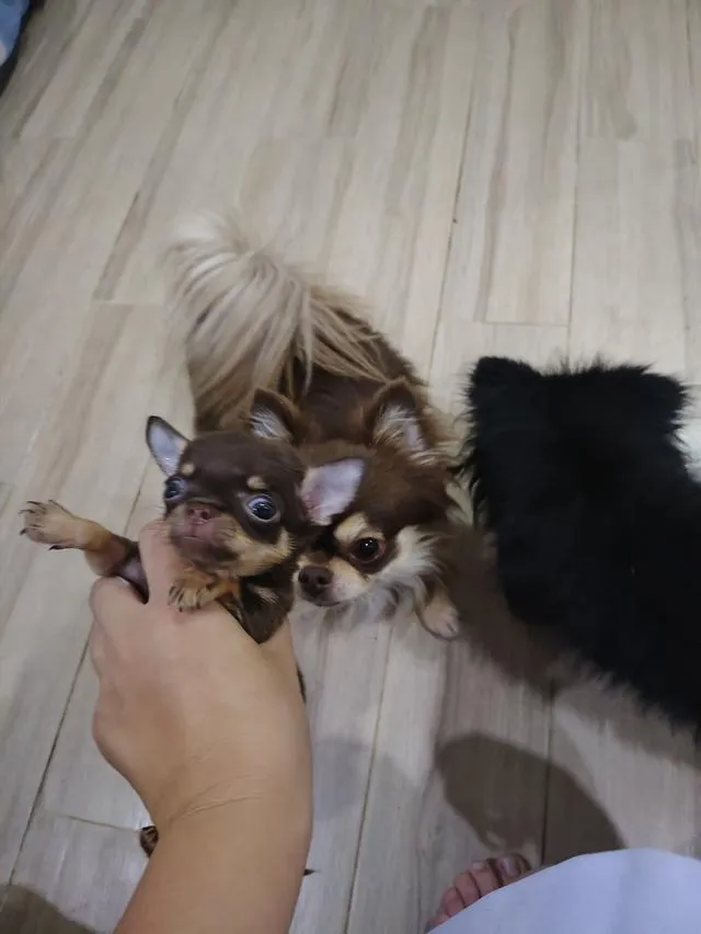 chihuahua chiwawa เชียงใหม่