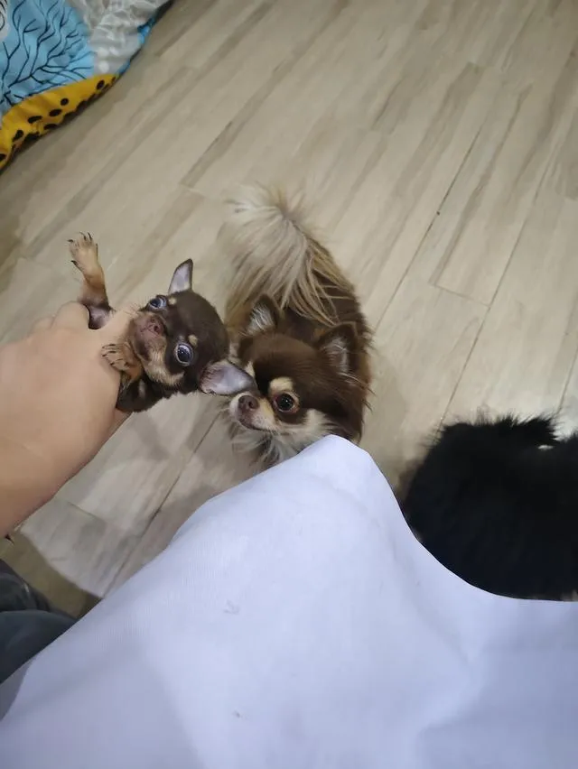 chihuahua chiwawa เชียงใหม่
