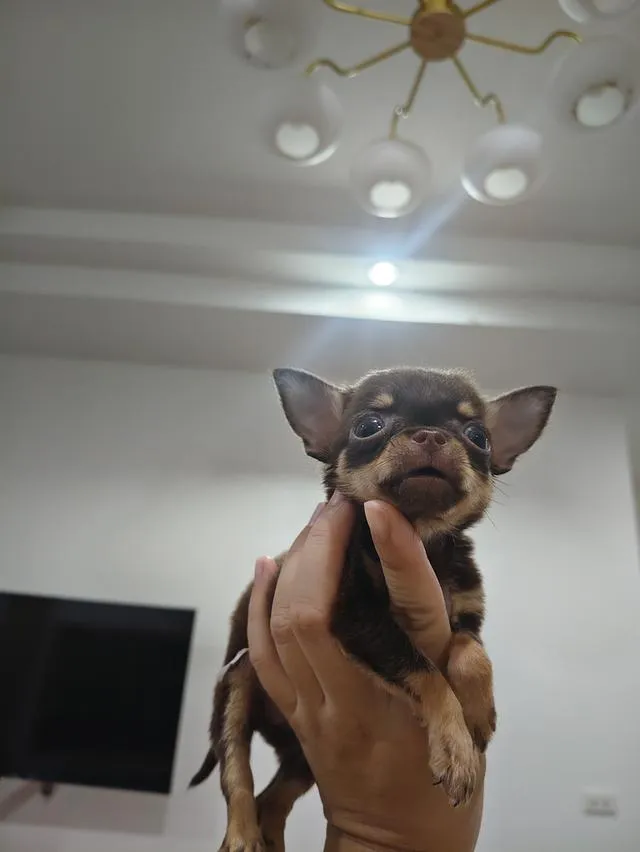 chihuahua chiwawa เชียงใหม่