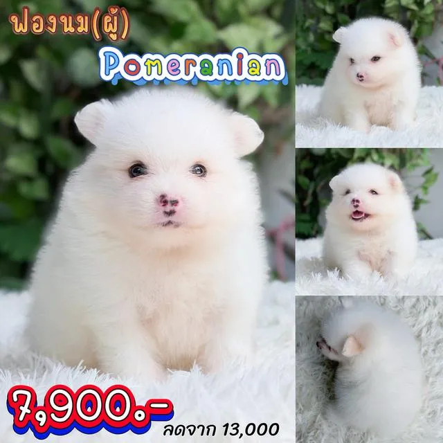 ปอมเมอเรเนียนแท้ เพศผู้ สีขาวครีม