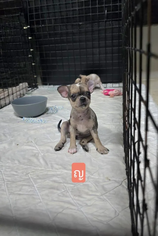 สุนัขชิวาว่าไซส์จิ๋วน่ารัก