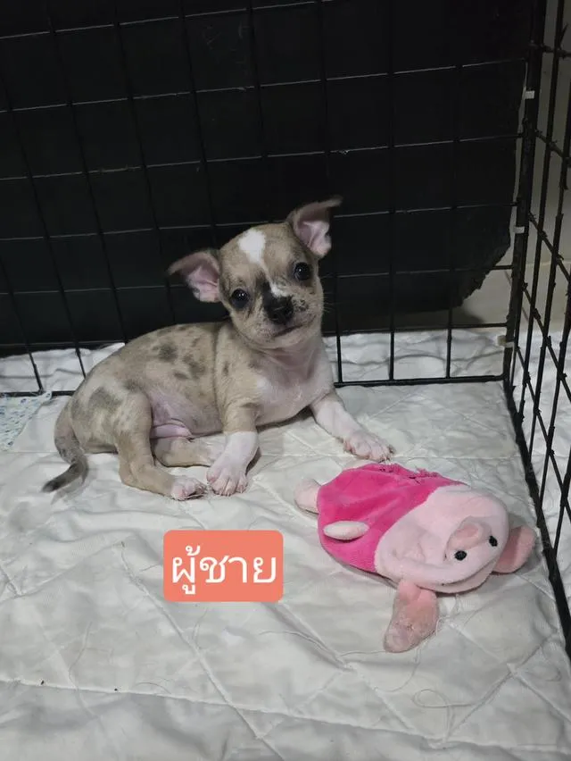 สุนัขชิวาว่าไซส์จิ๋วน่ารัก