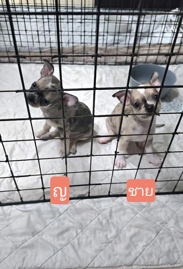 สุนัขชิวาว่าไซส์จิ๋วน่ารัก