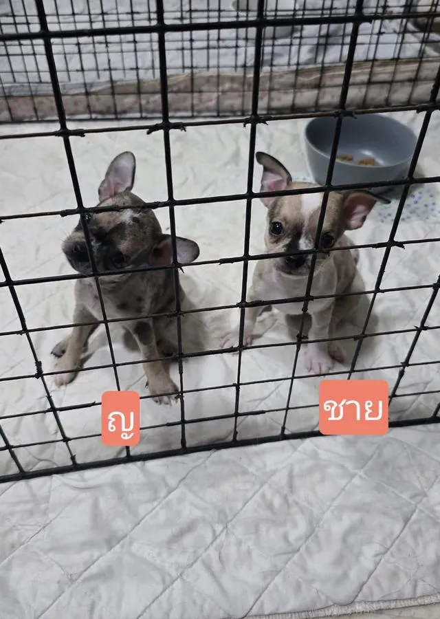 สุนัขชิวาว่าไซส์จิ๋วน่ารัก