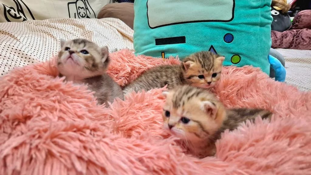 3 หน่อ เบาหวิว 1 เดือน 1 วัน