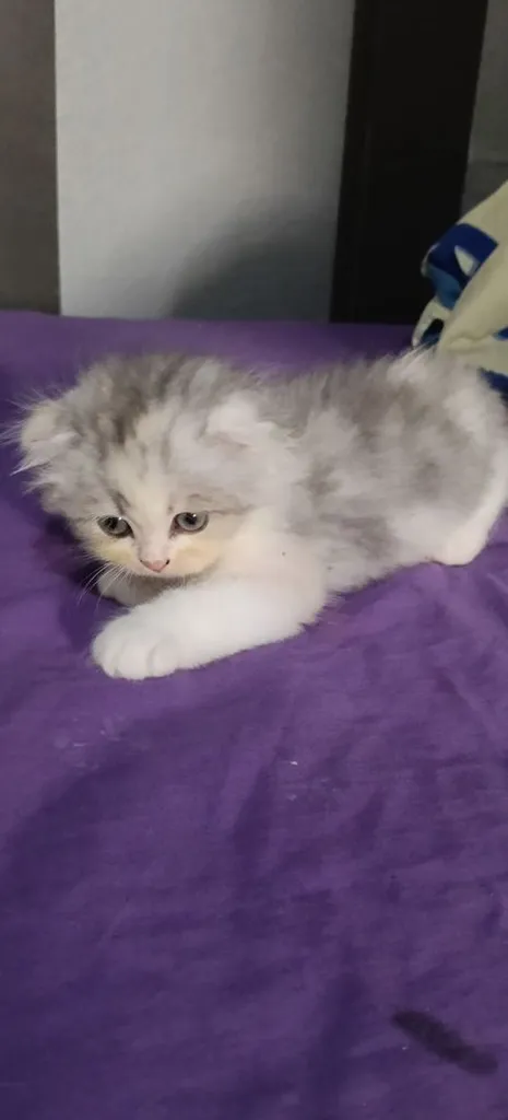 scottish fold