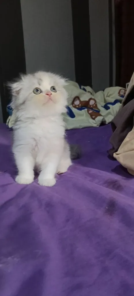 scottish fold