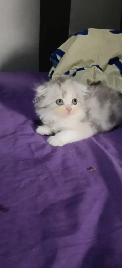scottish fold