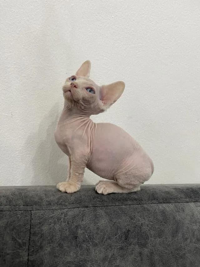 สฟิงซ์ ชาย ตาฟ้า ขาสั้น 2 เดือน