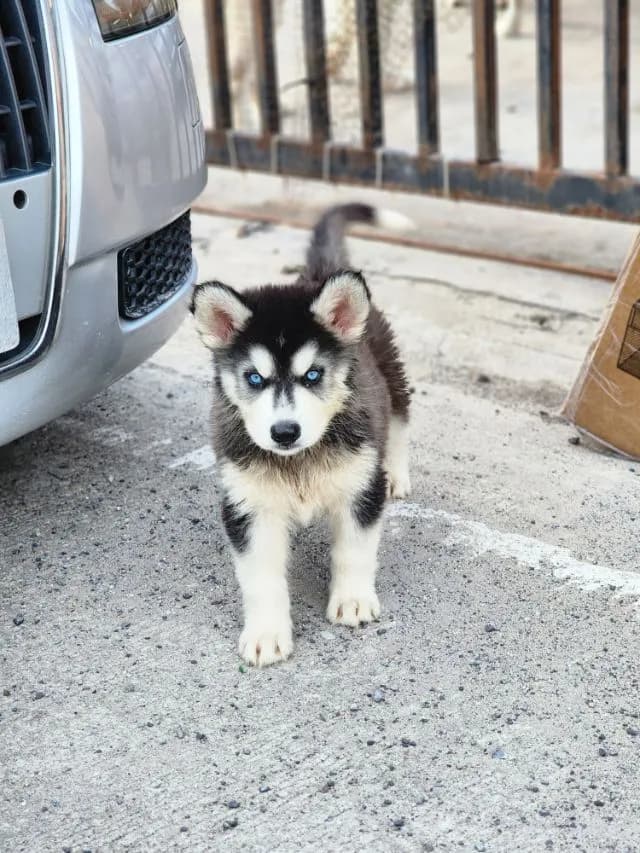 น้องไซบีเรียล อลาสกันผสมฮัสกี้ พร้อมย้ายบ้านค่าาาา