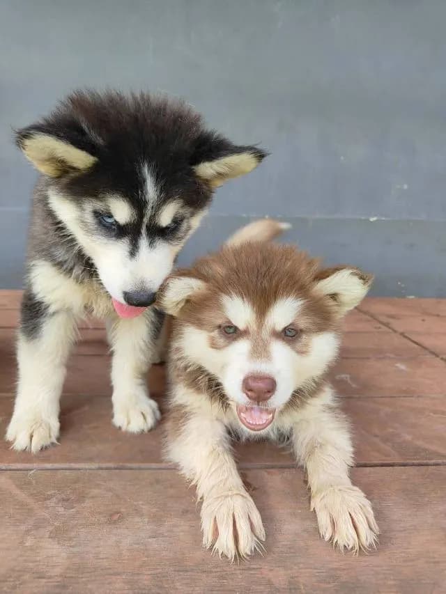 น้องไซบีเรียล อลาสกันผสมฮัสกี้ พร้อมย้ายบ้านค่าาาา