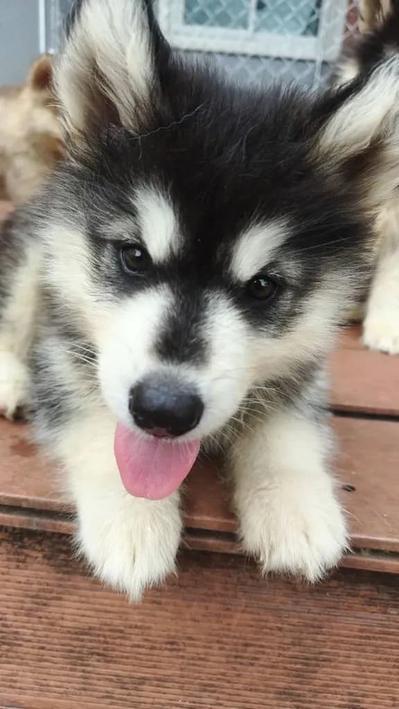 น้องไซบีเรียล อลาสกันผสมฮัสกี้ พร้อมย้ายบ้านค่าาาา