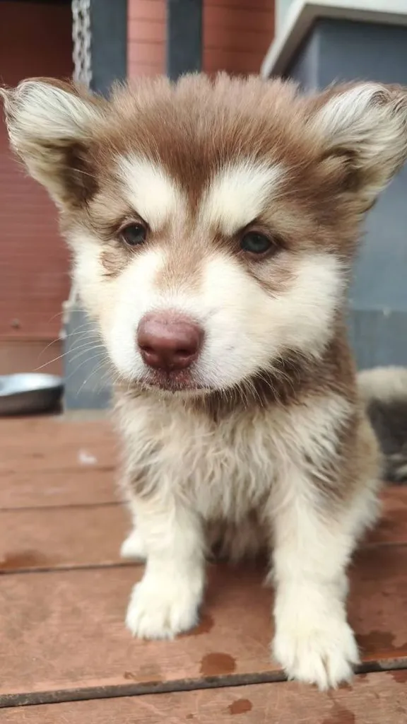 น้องไซบีเรียล อลาสกันผสมฮัสกี้ พร้อมย้ายบ้านค่าาาา