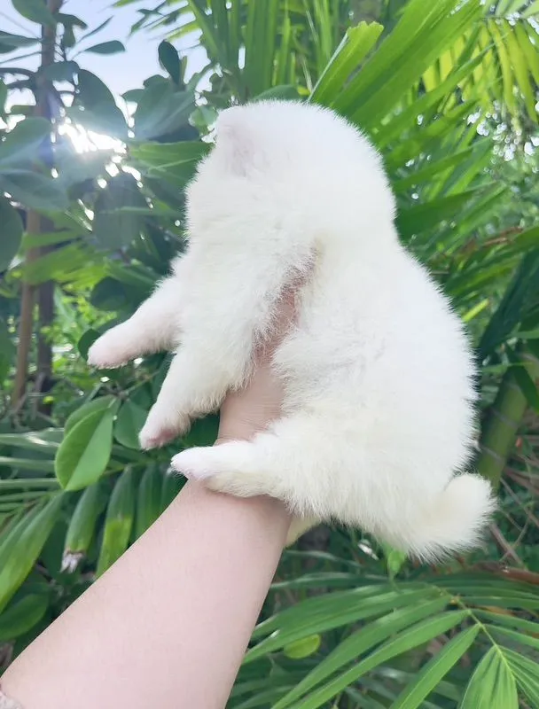 ปอมแท้