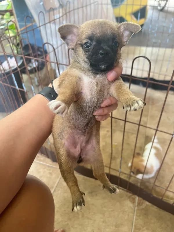 น้องหมาชิวาวา