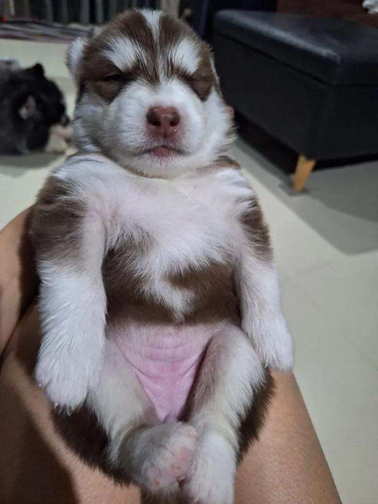 สุนัข