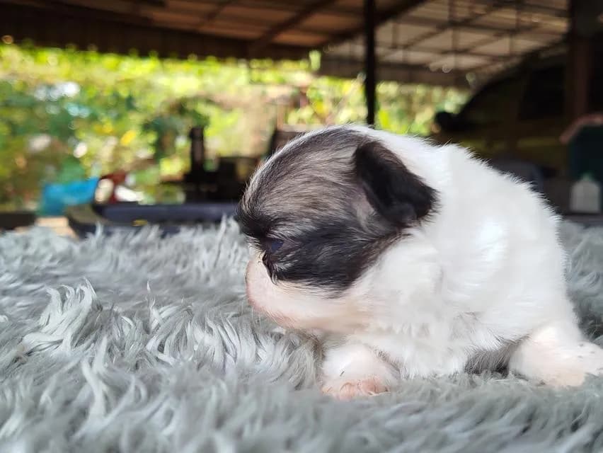 หนูเส้นเล็กชิวาวาเพศเมียไซส์เล็ก