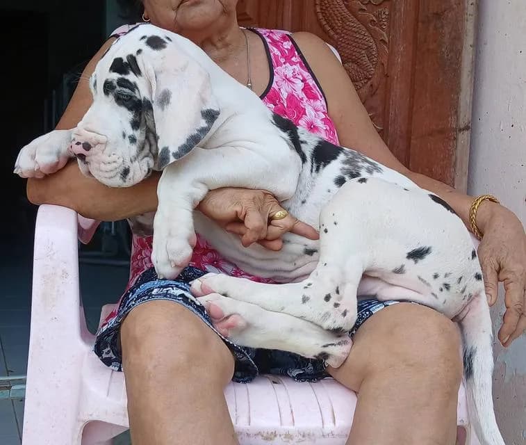 Great dane For sale เกรทเดนคุณภาพ