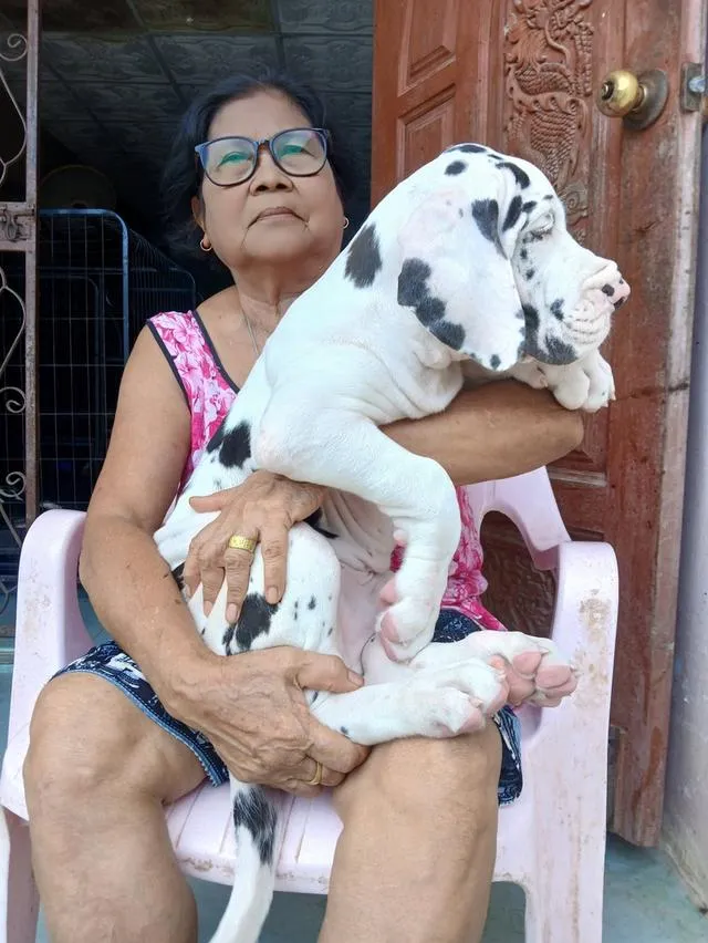 Great dane For sale เกรทเดนคุณภาพ