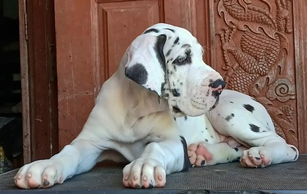 Great dane For sale เกรทเดนคุณภาพ