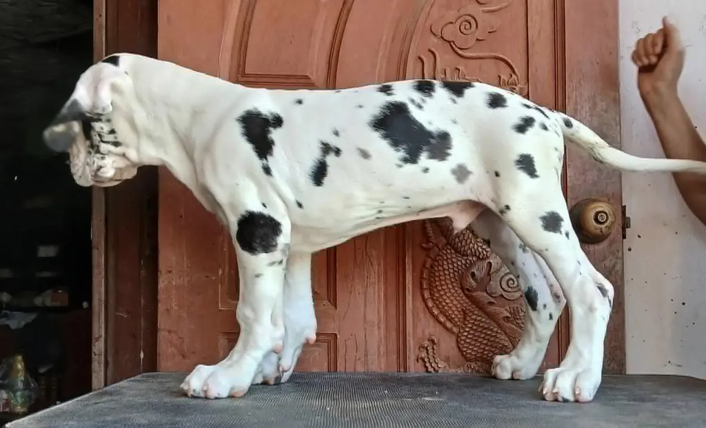 Great dane For sale เกรทเดนคุณภาพ