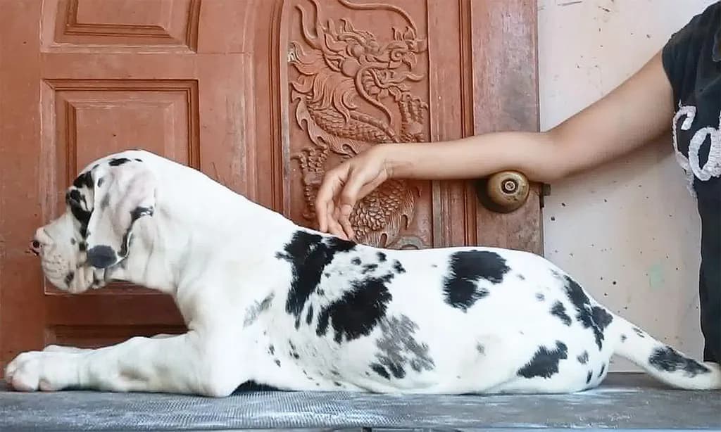 Great dane For sale เกรทเดนคุณภาพ