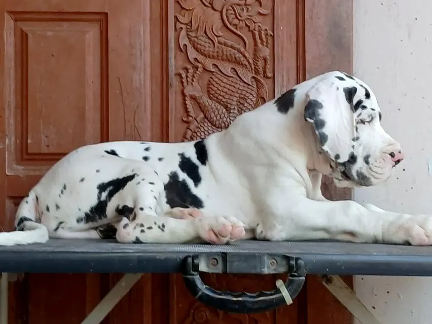 Great dane For sale เกรทเดนคุณภาพ