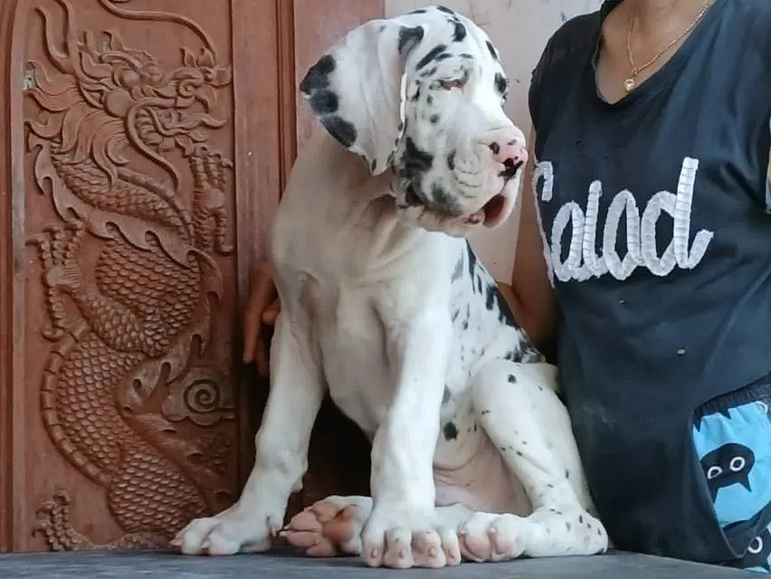 Great dane For sale เกรทเดนคุณภาพ