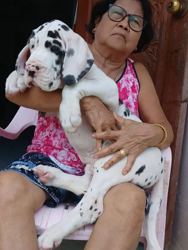 Great dane For sale เกรทเดนคุณภาพ