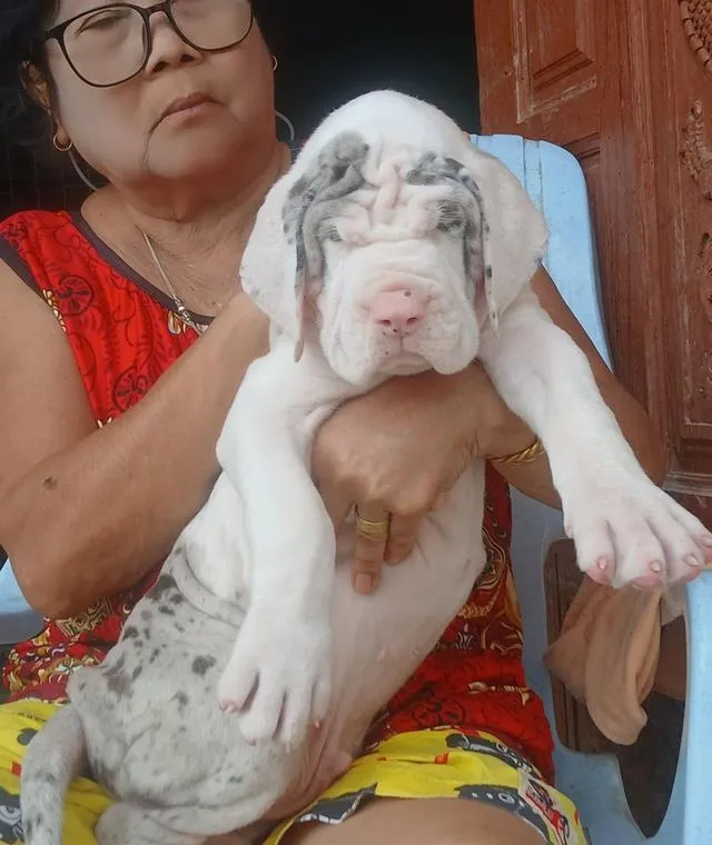 Great dane For sale เกรทเดนคุณภาพ