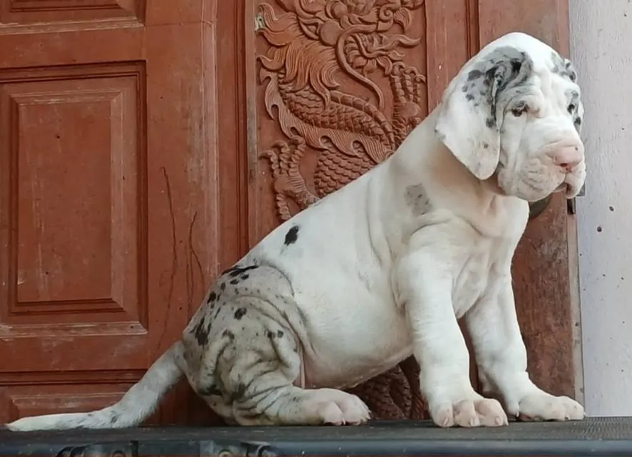 Great dane For sale เกรทเดนคุณภาพ