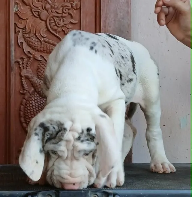 Great dane For sale เกรทเดนคุณภาพ