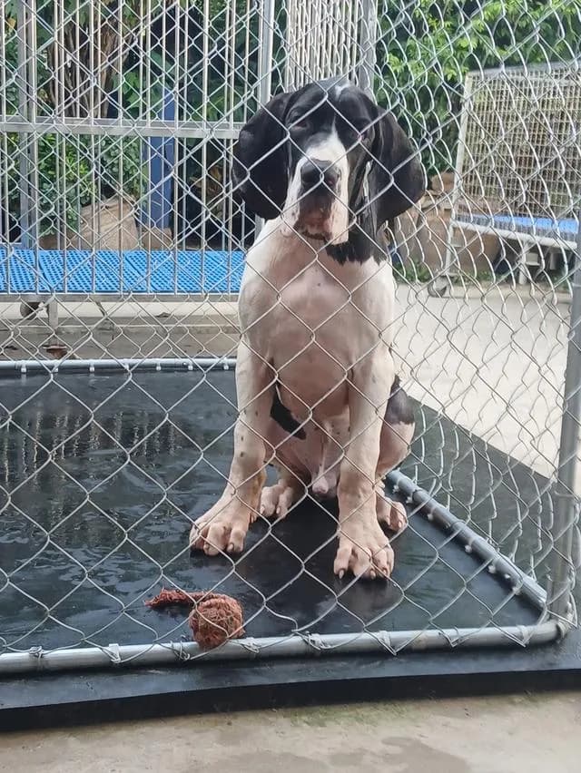 Great dane For sale เกรทเดนคุณภาพ