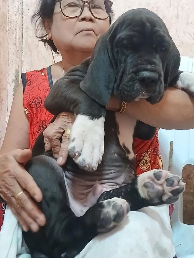 Great dane For sale เกรทเดนคุณภาพ