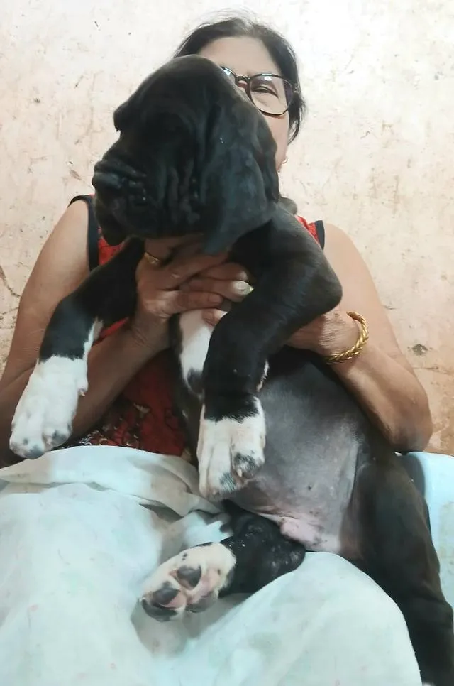Great dane For sale เกรทเดนคุณภาพ