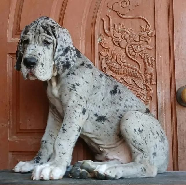 Great dane For sale เกรทเดนคุณภาพ