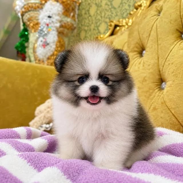 ลูกสุนัขปอมเมอเรเนียนแท้
